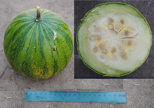 Cucurbita ecuadorensis